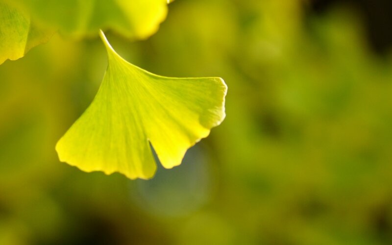 Ginkgo Leaf in Sunlight — Yellow