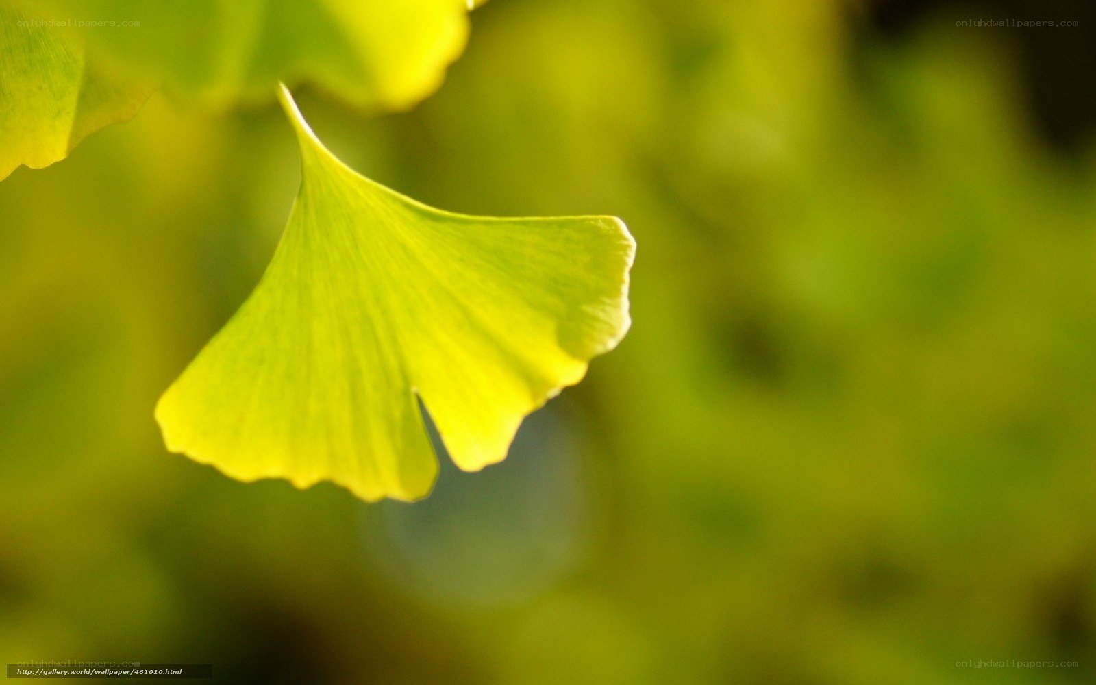 Ginkgo leaf in sunlight