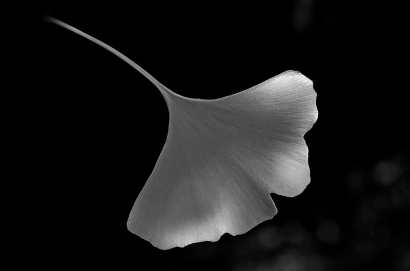 Ginkgo Leaf