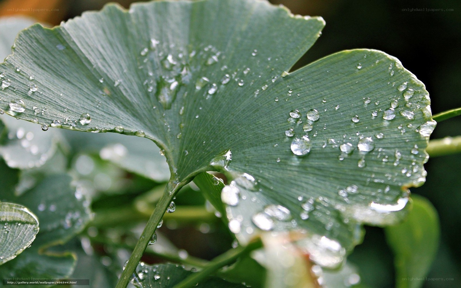 Ginkgo leaf with water droplets
