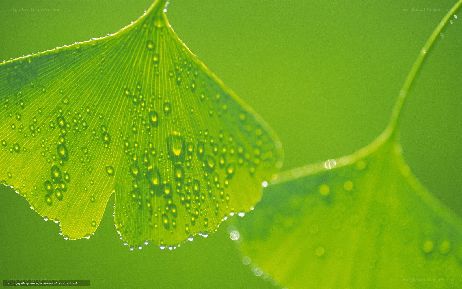 Ginkgo leaf with water droplets