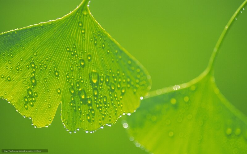 Ginkgo leaf with water droplets