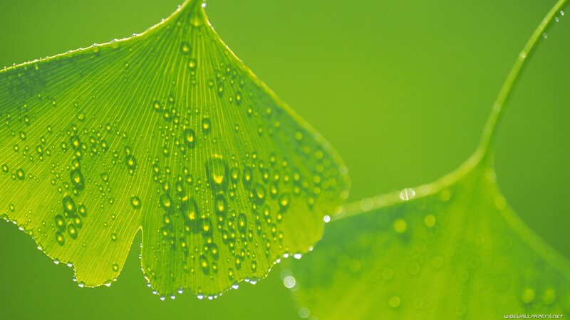 Ginkgo leaf with water droplets