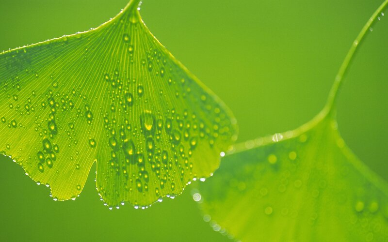 Ginkgo leaf with water droplets