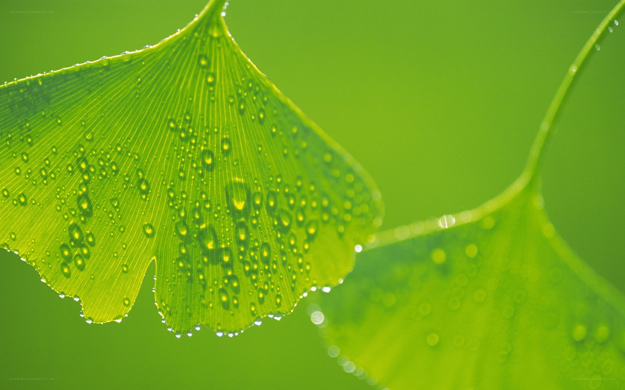 Ginkgo leaf with water droplets