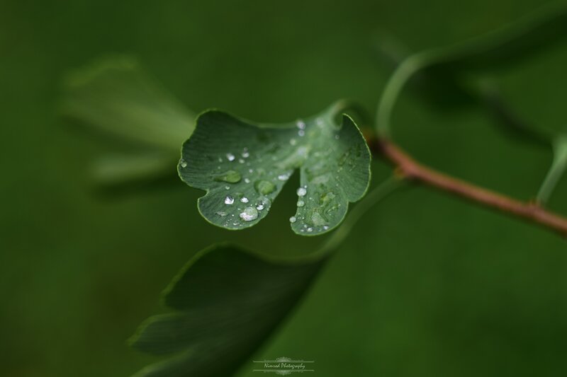 Ginkgo Leaf with Water Droplets — Green, Serene, Photograph, Water Droplets