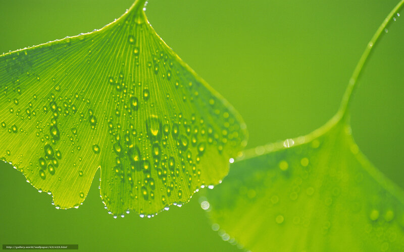 Ginkgo Leaf with Water Droplets — Green, Serene