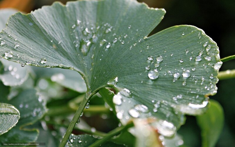 Ginkgo Leaf with Water Droplets — Green