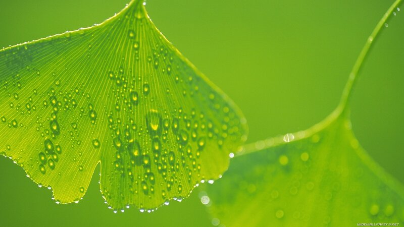 Ginkgo leaf with water droplets