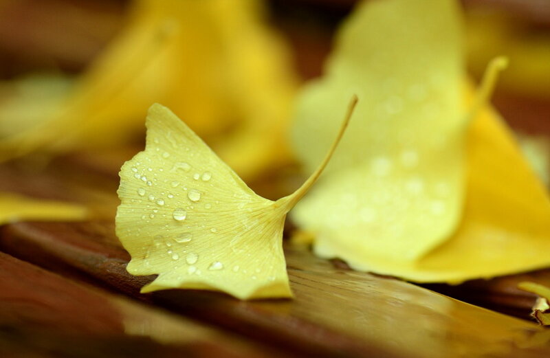 Ginkgo Leaf with Water Droplets — Yellow