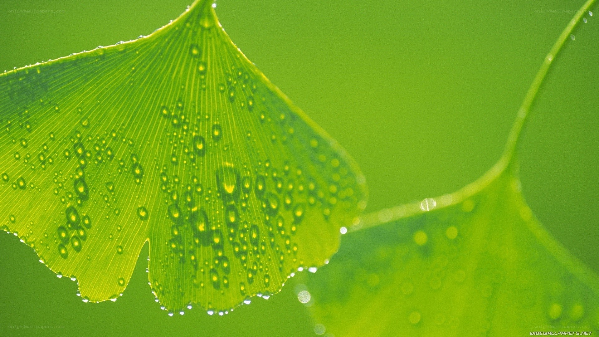 Ginkgo leaf with water droplets