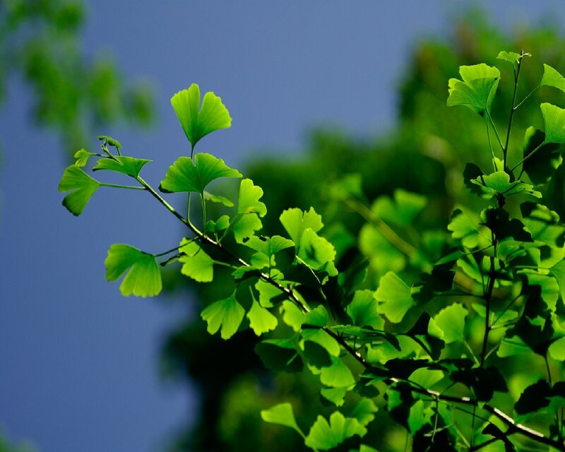 Ginkgo leaves against blue sky