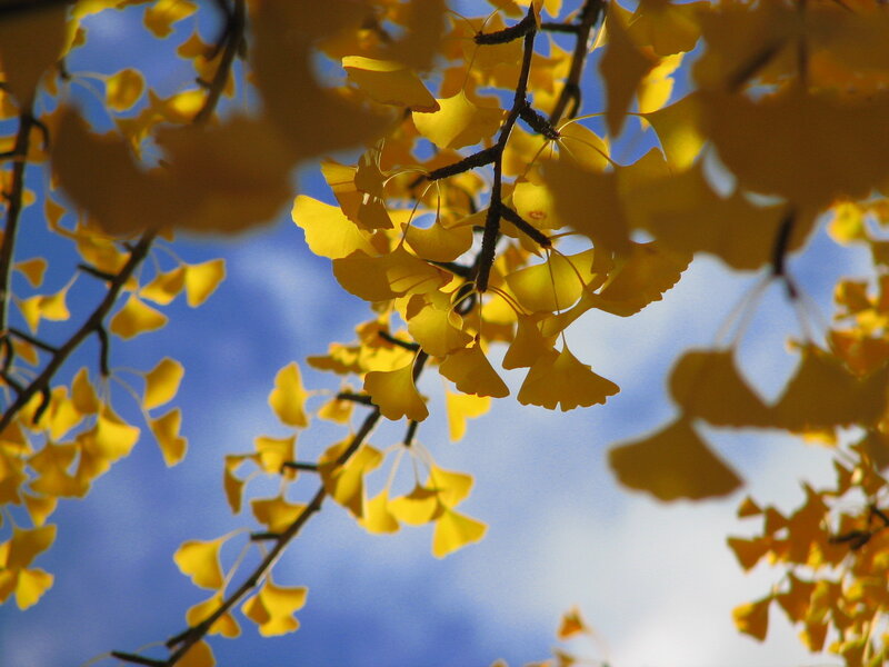 Ginkgo leaves against blue sky