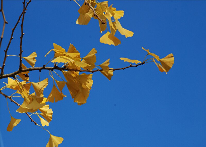 Ginkgo leaves against blue sky