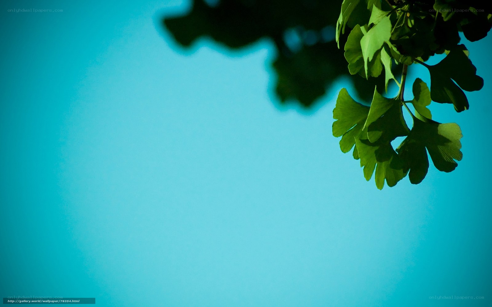 Ginkgo leaves against blue sky