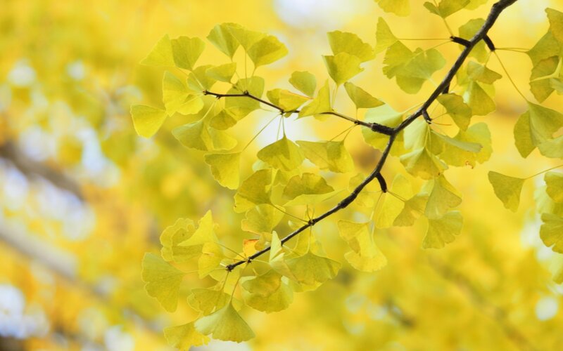 Ginkgo leaves in autumn