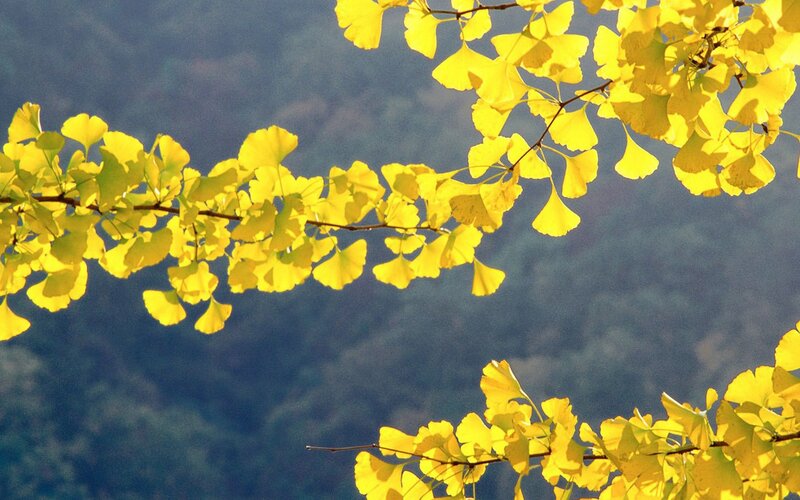 Ginkgo leaves in autumn