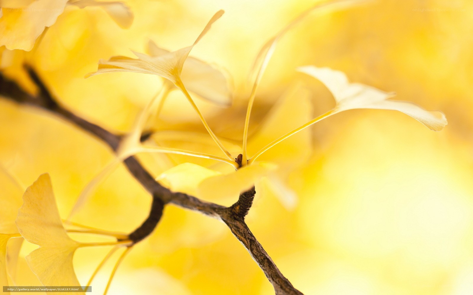 Ginkgo leaves in autumn light