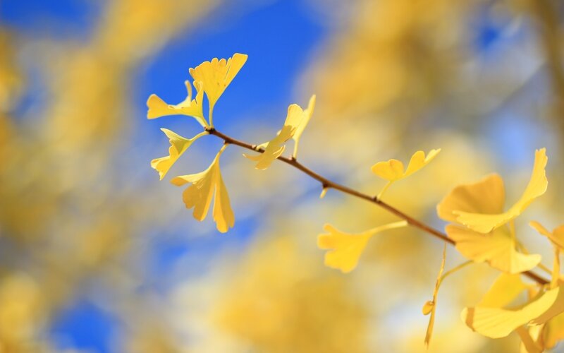 Ginkgo leaves in autumn