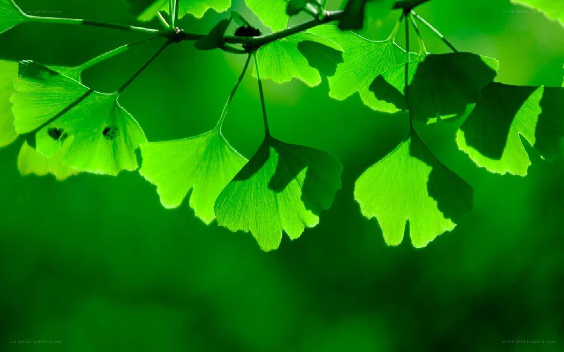 Ginkgo leaves in sunlight