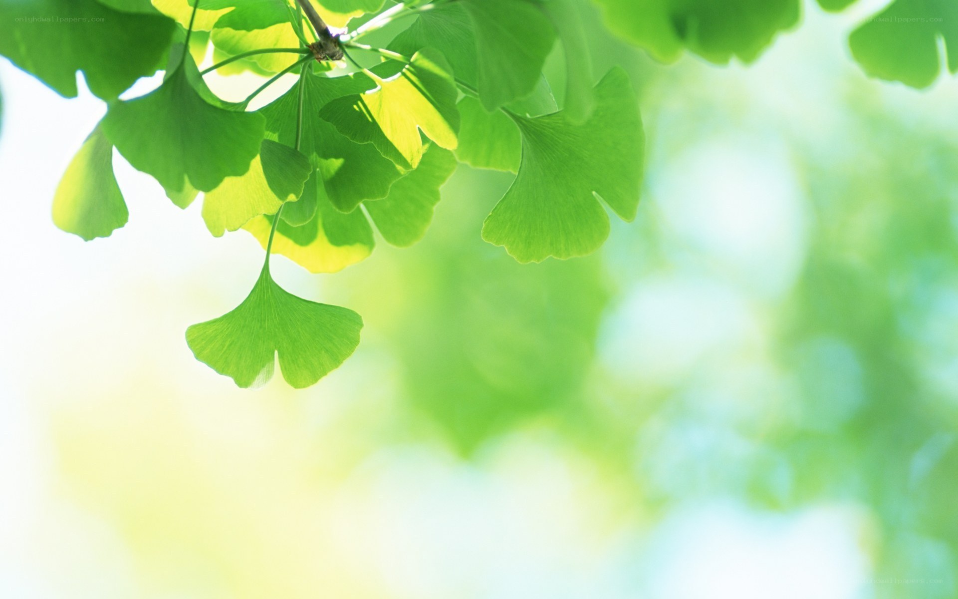Ginkgo leaves in sunlight