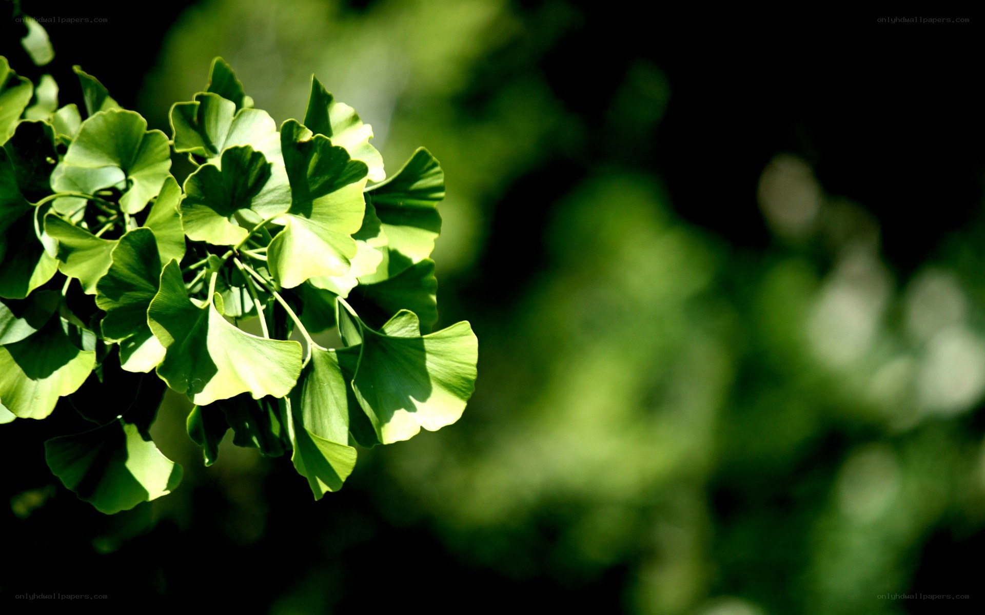 Ginkgo leaves in sunlight