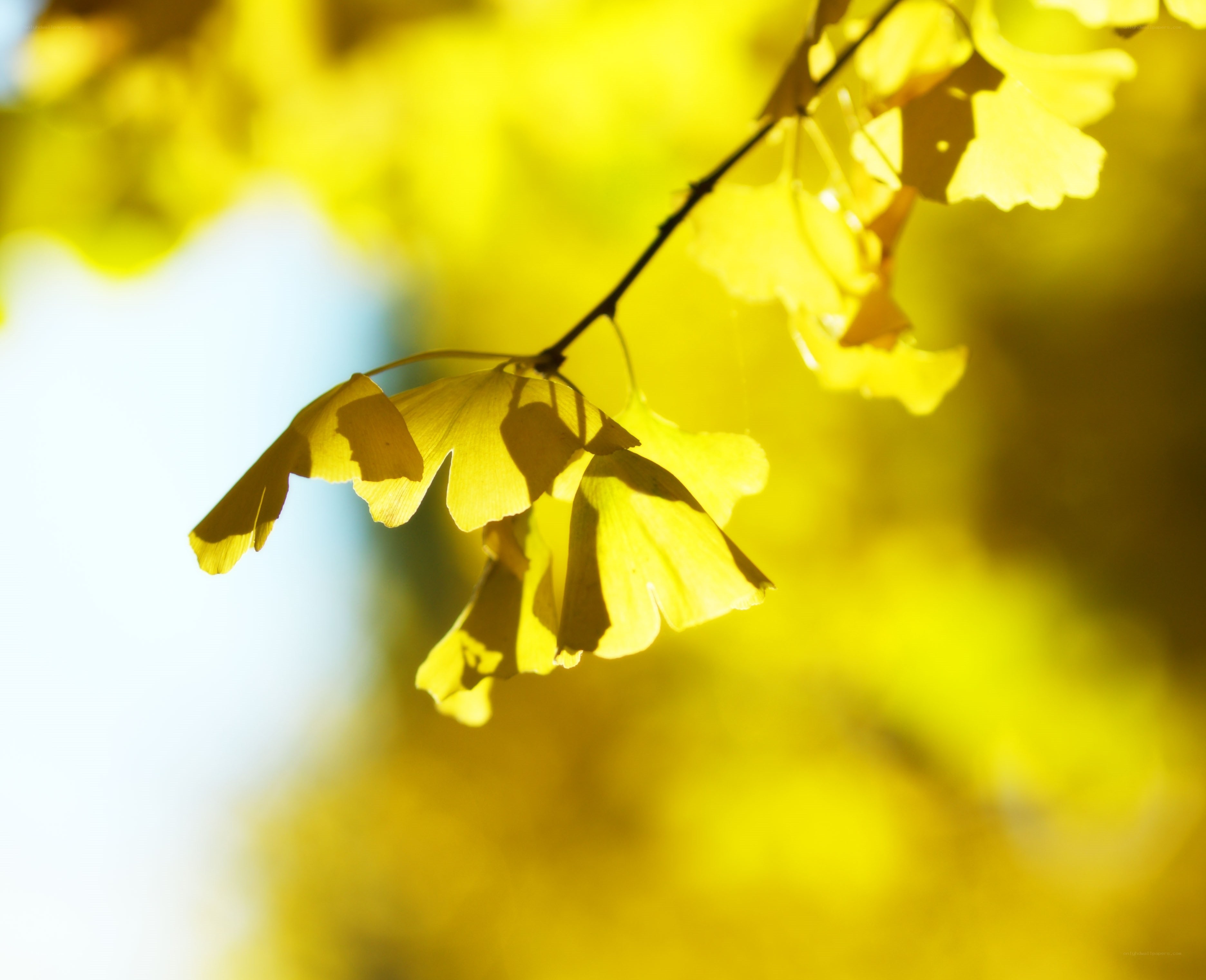 Ginkgo leaves in sunlight