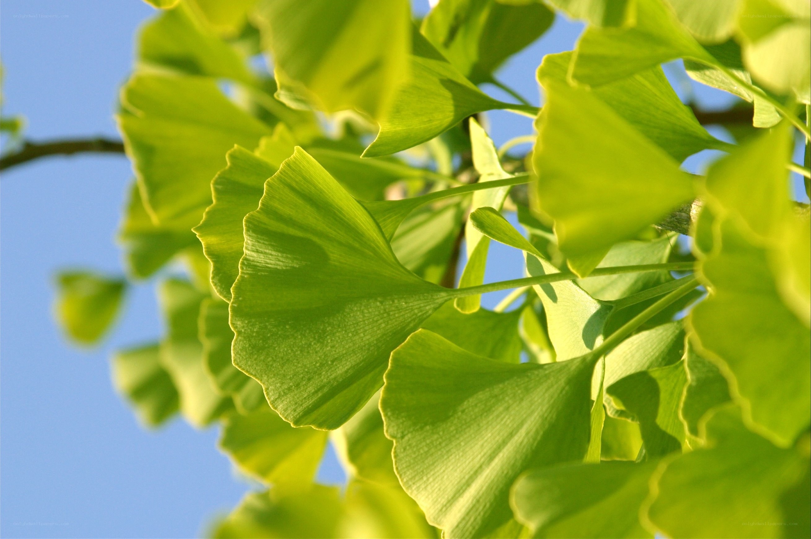 Ginkgo leaves in sunlight