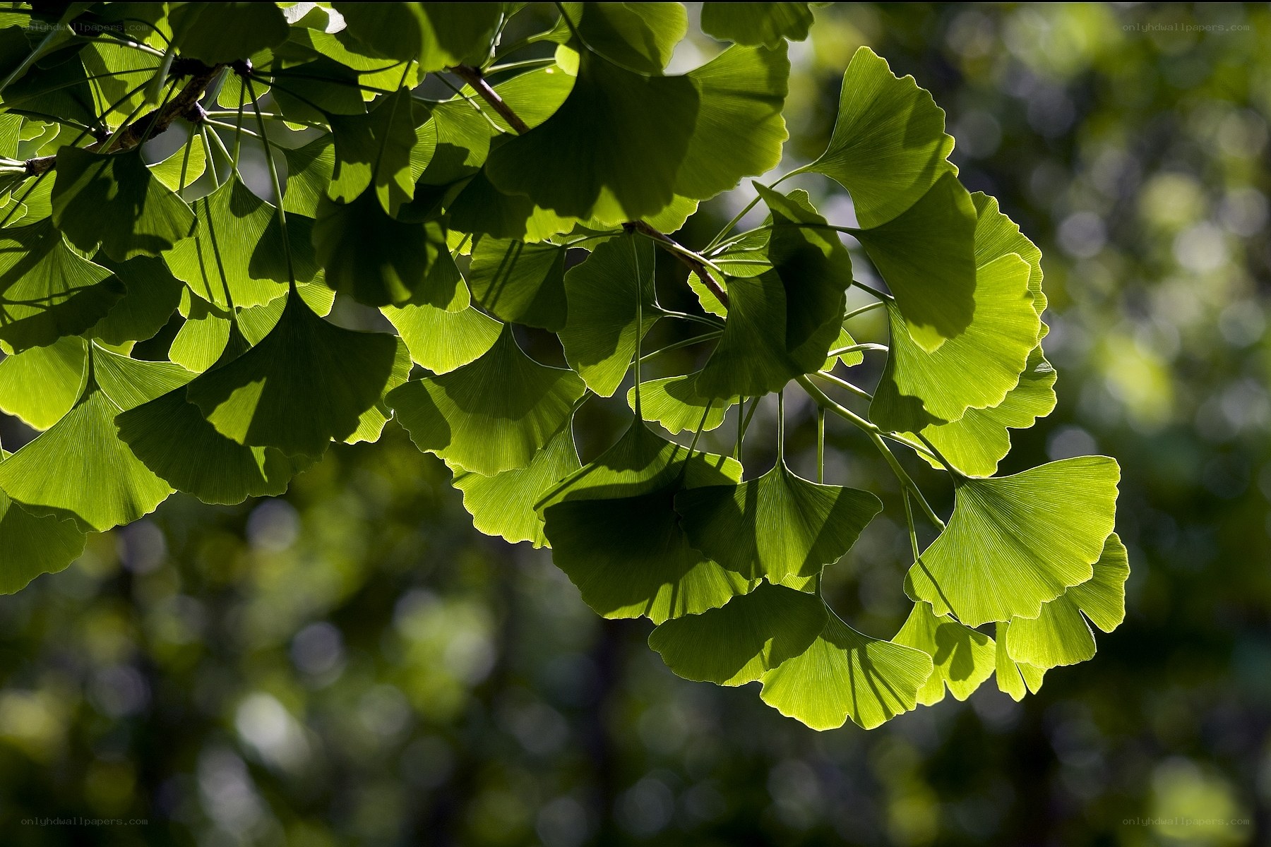 Ginkgo leaves in sunlight