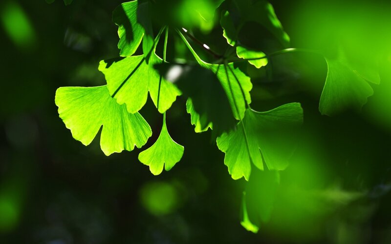 Ginkgo Leaves in Sunlight — Green