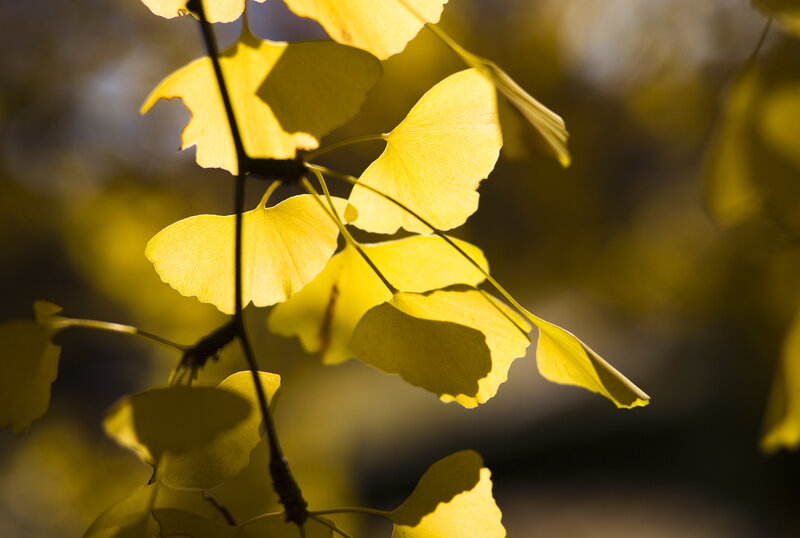 Ginkgo Leaves in Sunlight — Yellow, Serene