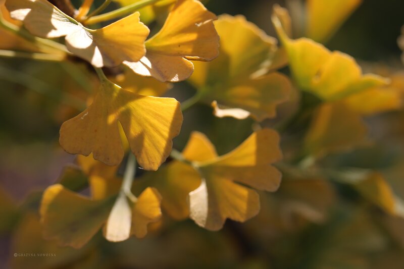 Ginkgo Leaves in Sunlight — Yellow