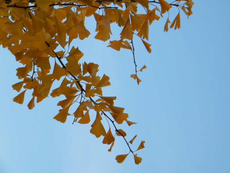 Ginkgo Leaves on Branch