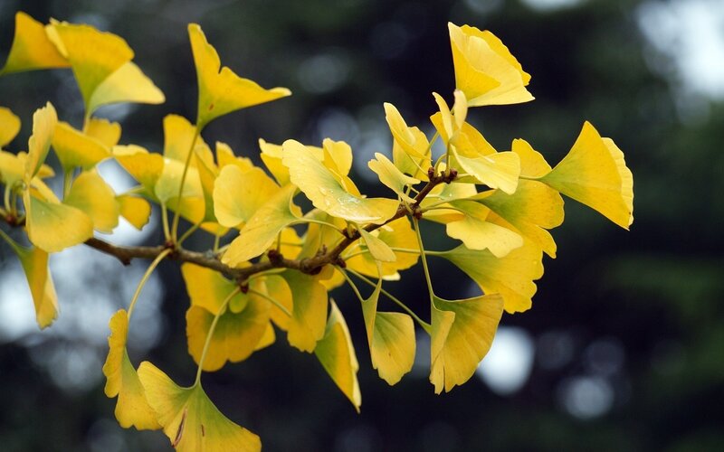 Ginkgo Leaves on Branch — Yellow, Calm