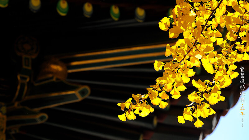 Ginkgo Leaves on Branch — Yellow, Dramatic