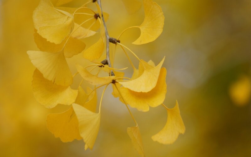 Ginkgo Leaves on Branch — Yellow, Serene, Autumn, Photograph, Brown