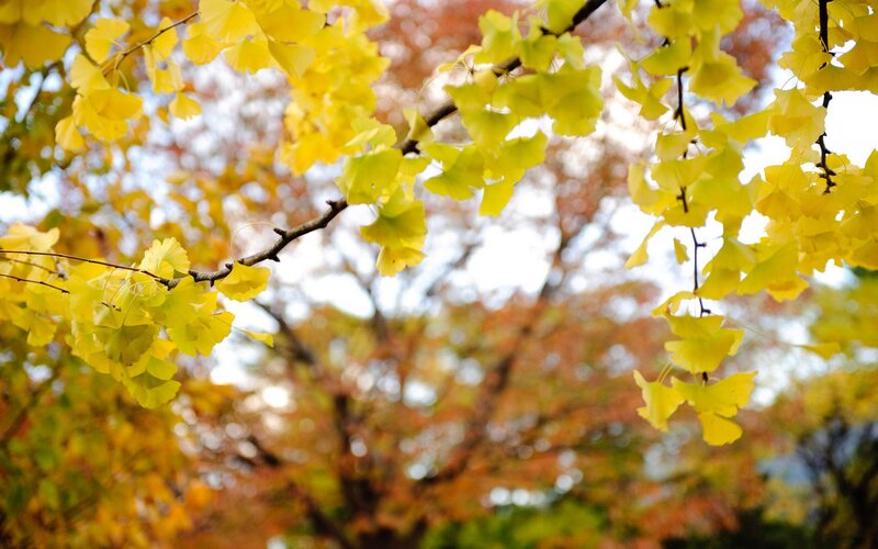Ginkgo Leaves on Branch — Yellow, Serene, Autumn, Photograph, Tree