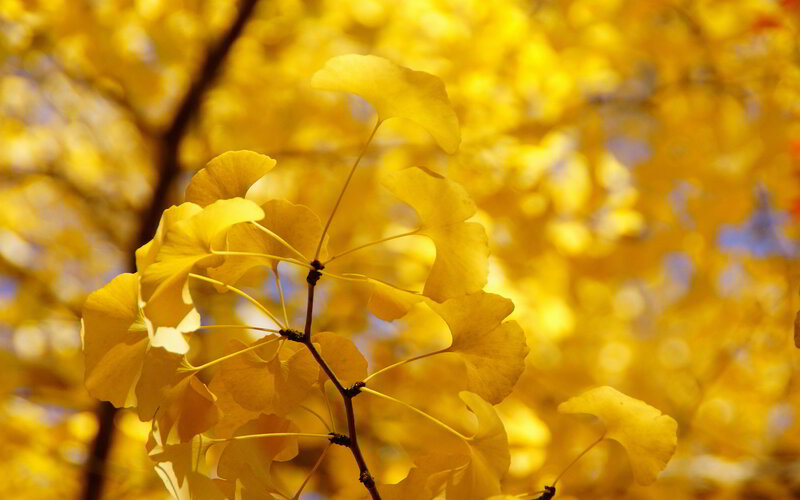 Ginkgo Leaves on Branch — Yellow