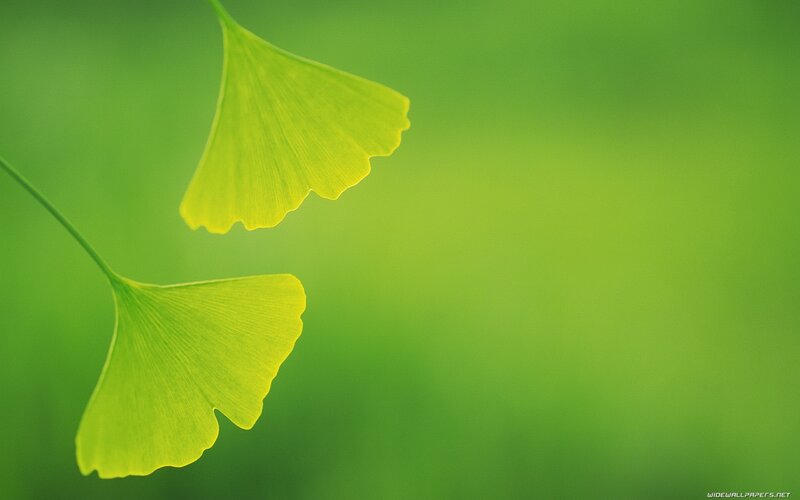 Ginkgo leaves on green background