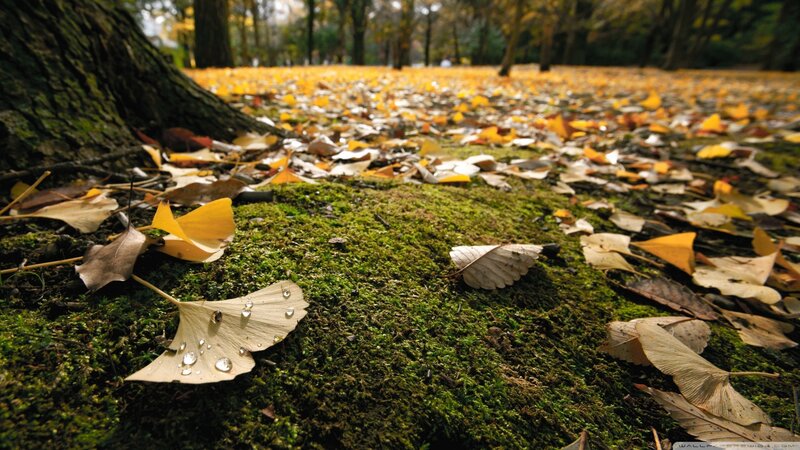 Ginkgo Leaves on Moss