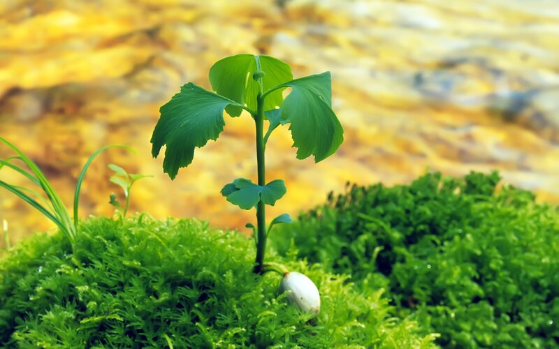 Ginkgo Seedling in Moss