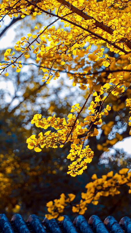 Ginkgo Tree Branches — Yellow