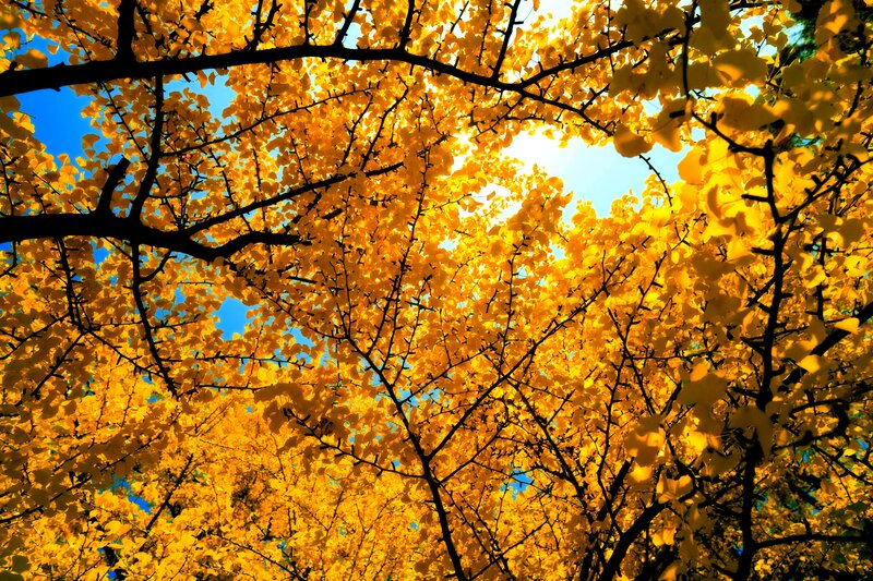 Ginkgo Tree Canopy