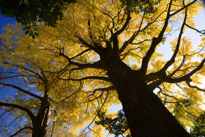 Ginkgo tree in autumn
