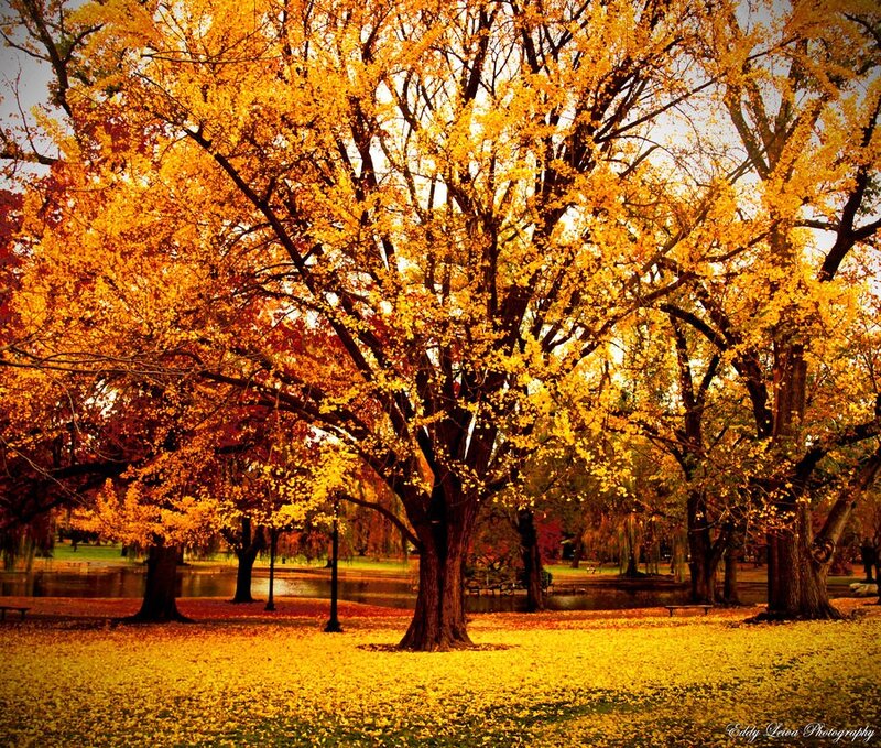 Ginkgo Tree in Autumn — Yellow, Serene, Photograph, Fallen Leaves