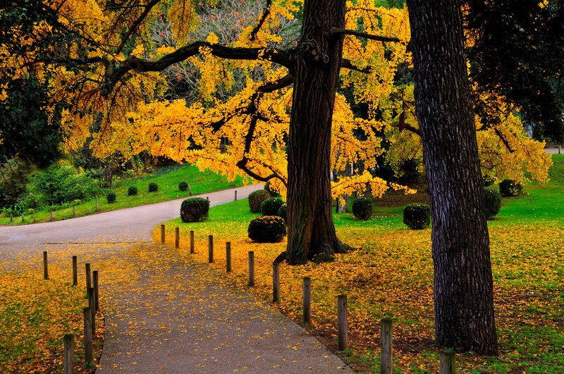 Ginkgo Tree in Autumn — Yellow, Serene, Photograph, Path