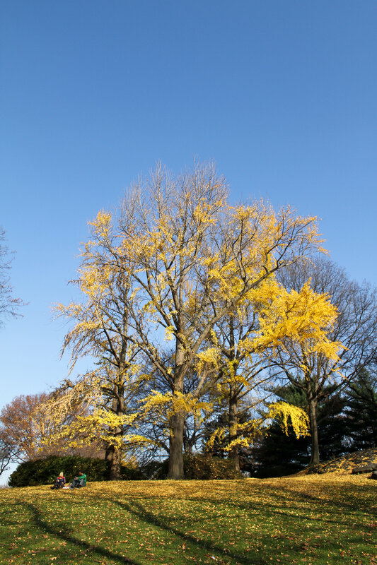 Ginkgo Tree in Autumn — Yellow, Serene, Photograph, People
