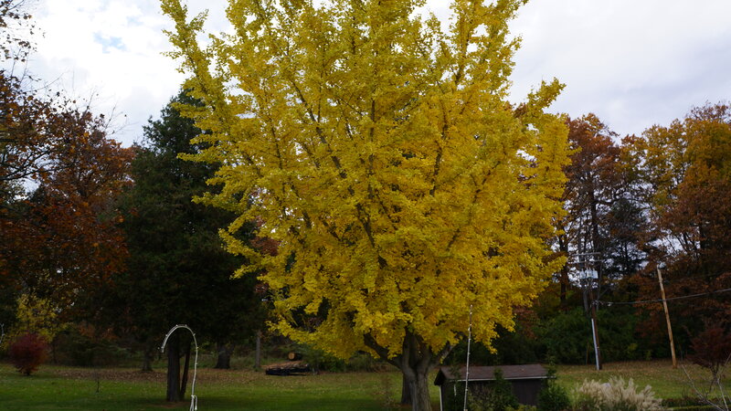 Ginkgo Tree in Autumn — Yellow, Serene