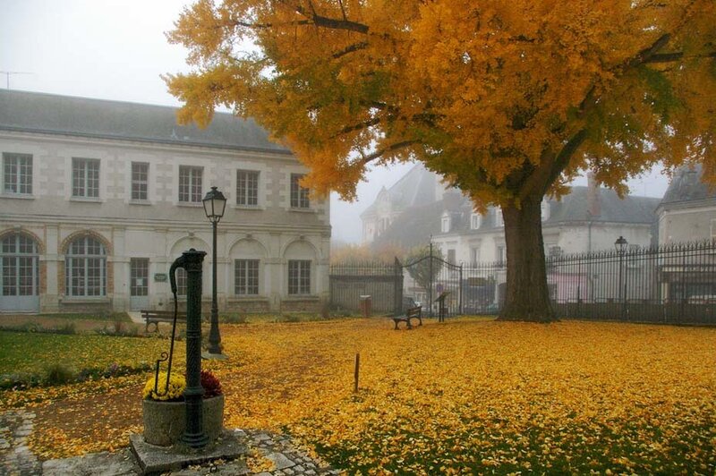 Ginkgo Tree in Autumn — Yellow