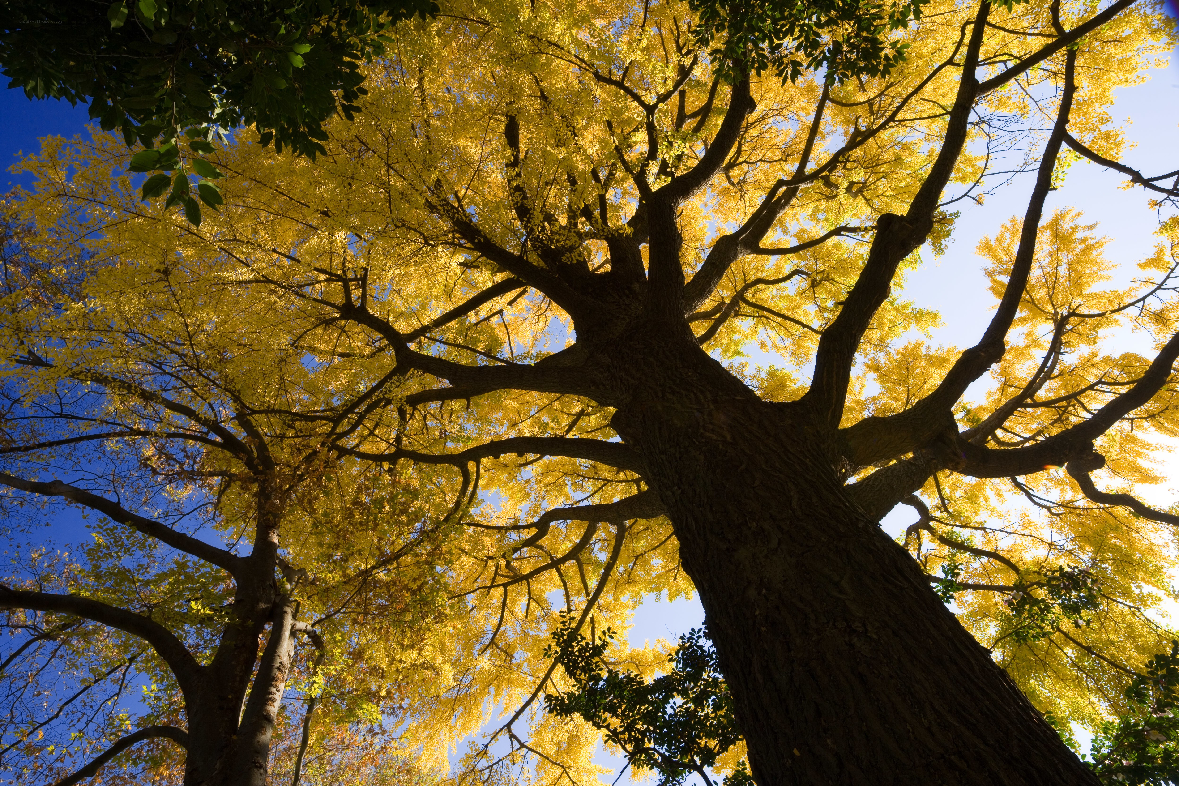Ginkgo tree in autumn